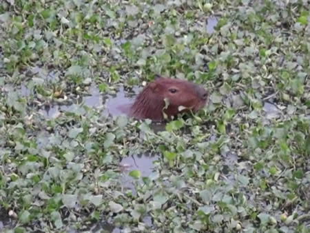 capivara